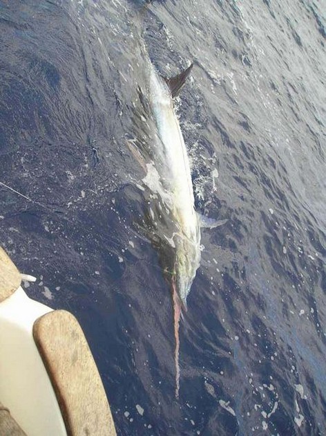 blue marlin Cavalier & Blue Marlin Sport Fishing Gran Canaria
