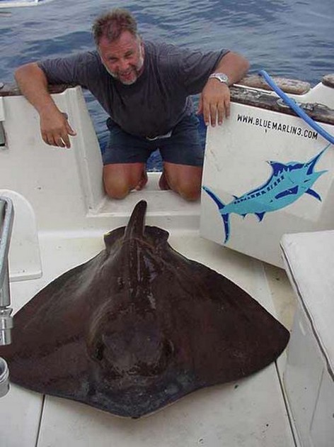 common stingray Cavalier & Blue Marlin Sport Fishing Gran Canaria