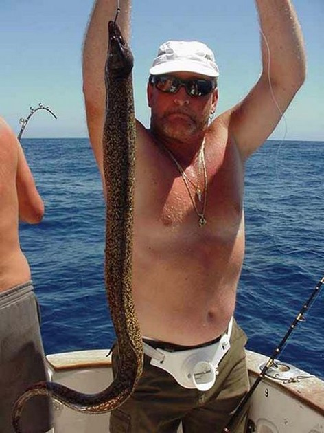 tiger moray Cavalier & Blue Marlin Sport Fishing Gran Canaria