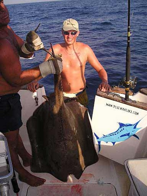 common stingray Cavalier & Blue Marlin Sport Fishing Gran Canaria
