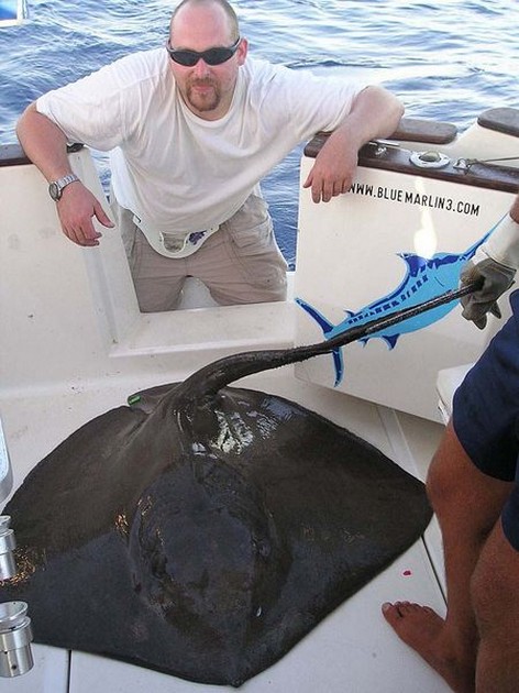 common stingray Cavalier & Blue Marlin Sport Fishing Gran Canaria