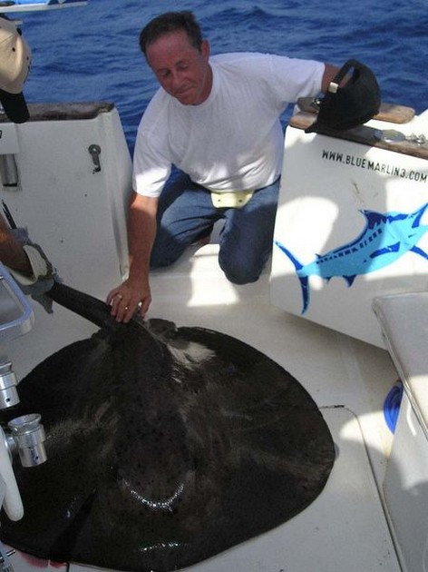 round stingray Cavalier & Blue Marlin Sport Fishing Gran Canaria