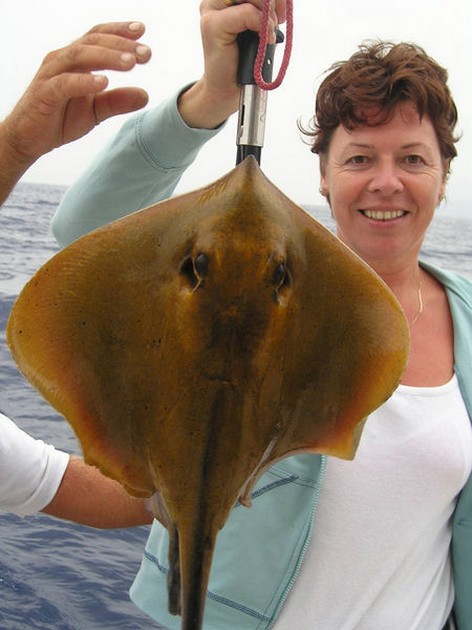 common stingray Cavalier & Blue Marlin Sport Fishing Gran Canaria