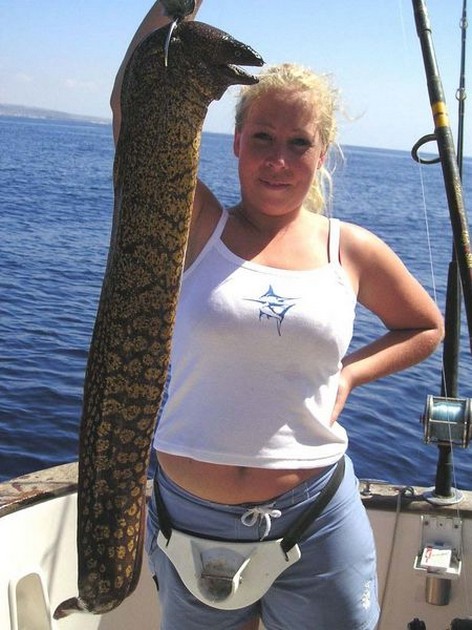 tiger moray Cavalier & Blue Marlin Sport Fishing Gran Canaria