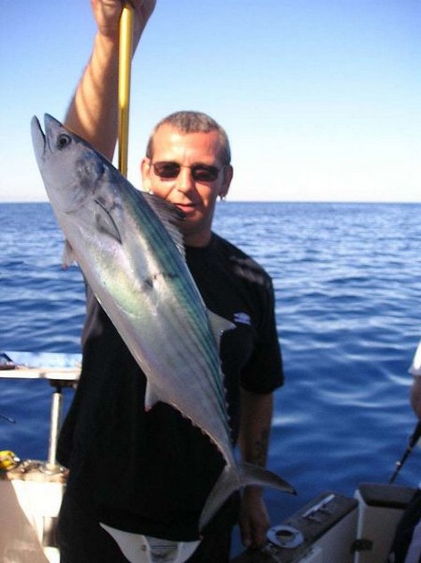 north atlantic bonito Cavalier & Blue Marlin Sport Fishing Gran Canaria