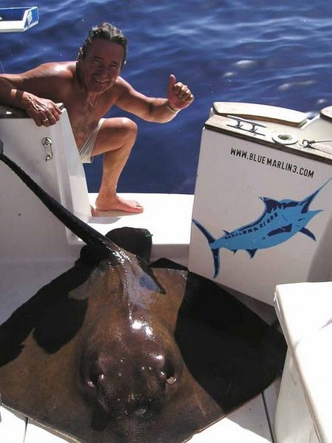 common stingray Cavalier & Blue Marlin Sport Fishing Gran Canaria
