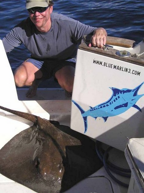 common stingray Cavalier & Blue Marlin Sport Fishing Gran Canaria