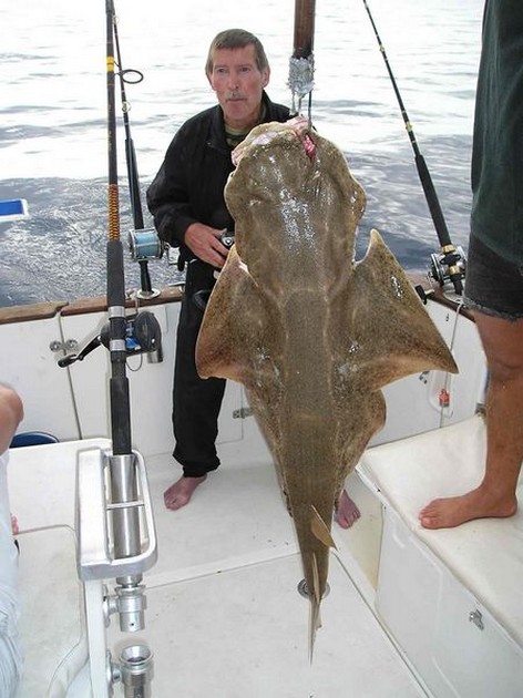 angel shark Cavalier & Blue Marlin Sport Fishing Gran Canaria