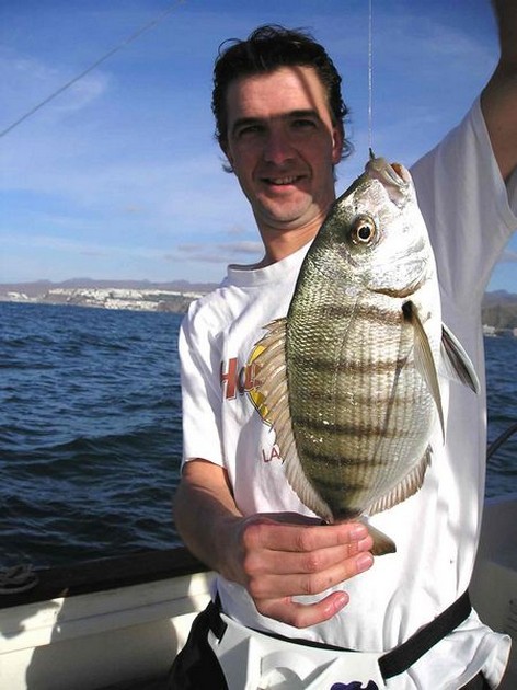white seabream Cavalier & Blue Marlin Sport Fishing Gran Canaria