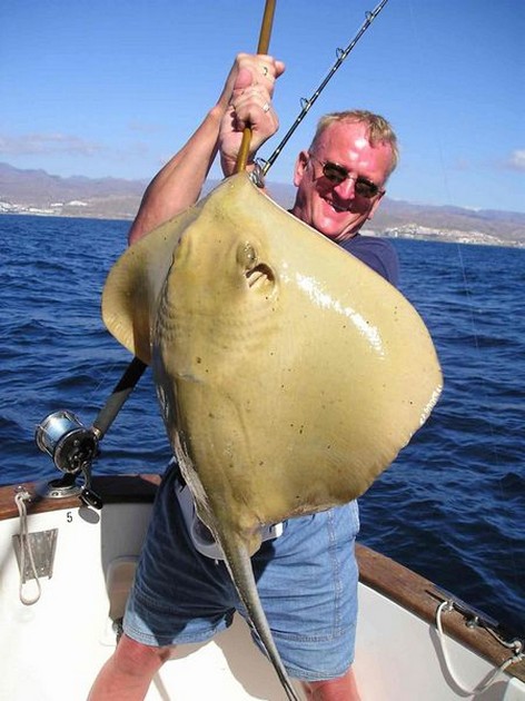 common stingray Cavalier & Blue Marlin Sport Fishing Gran Canaria
