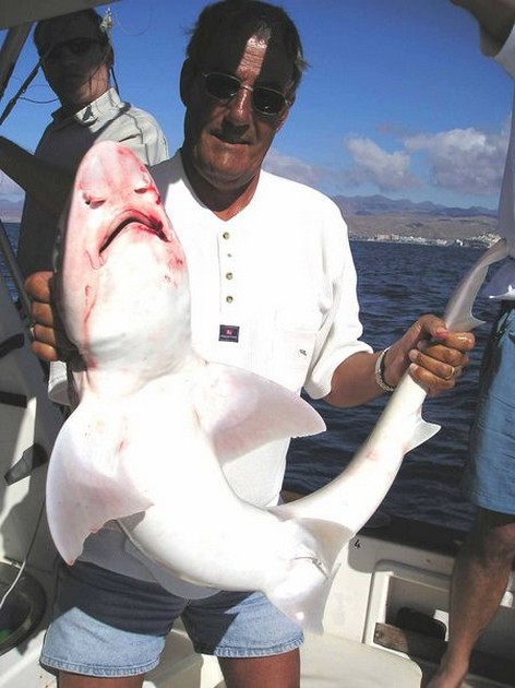 smooth hound Cavalier & Blue Marlin Sport Fishing Gran Canaria