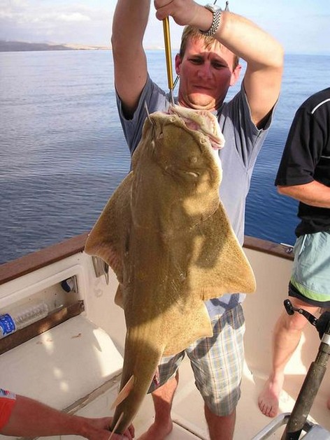 angel shark Cavalier & Blue Marlin Sport Fishing Gran Canaria
