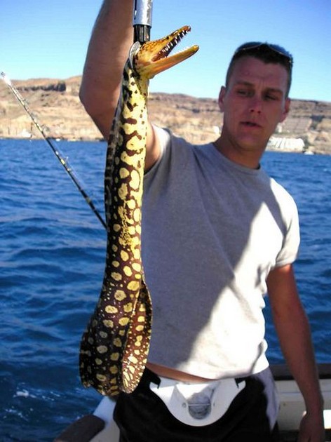 tiger moray Cavalier & Blue Marlin Sport Fishing Gran Canaria