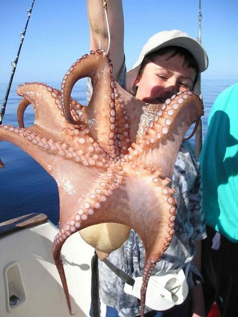 octopus Cavalier & Blue Marlin Sport Fishing Gran Canaria