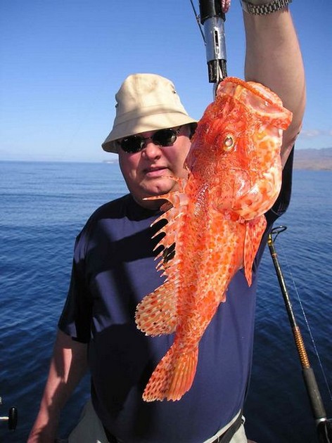 scorpionfish Cavalier & Blue Marlin Sport Fishing Gran Canaria