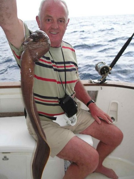 brown moray eel Cavalier & Blue Marlin Sport Fishing Gran Canaria