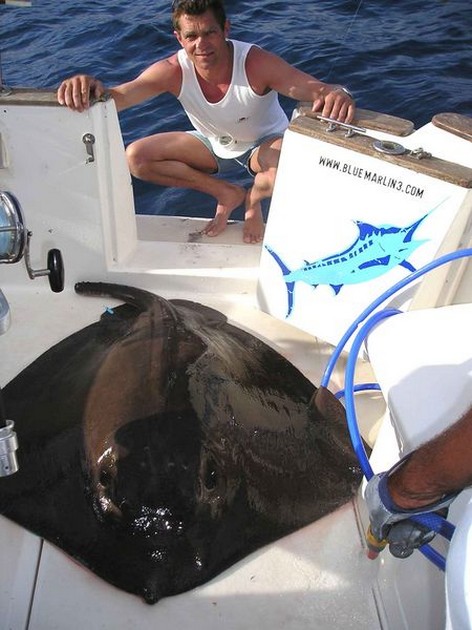 common stingray Cavalier & Blue Marlin Sport Fishing Gran Canaria