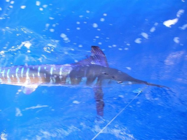 white marlin Cavalier & Blue Marlin Sport Fishing Gran Canaria