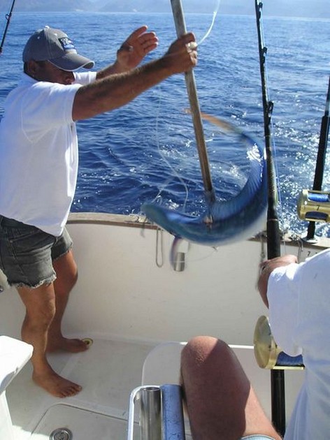 dorado Cavalier & Blue Marlin Sport Fishing Gran Canaria
