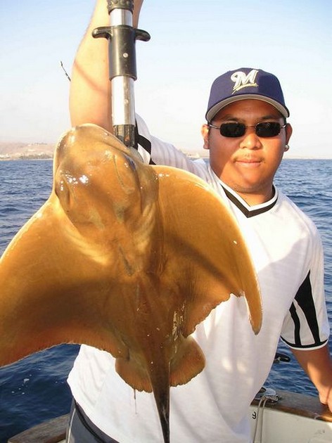 cownose ray Cavalier & Blue Marlin Sport Fishing Gran Canaria