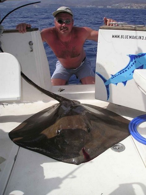 common stingray Cavalier & Blue Marlin Sport Fishing Gran Canaria