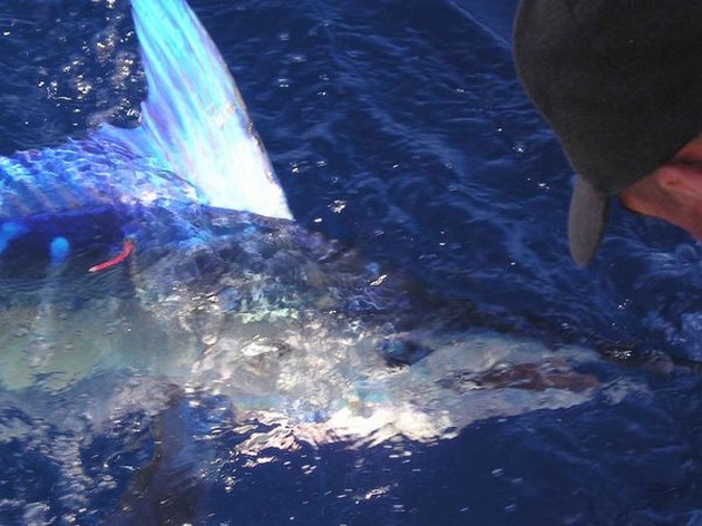 white marlin Cavalier & Blue Marlin Sport Fishing Gran Canaria