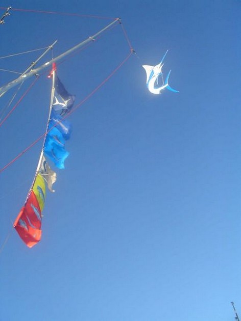 hooked up Cavalier & Blue Marlin Sport Fishing Gran Canaria