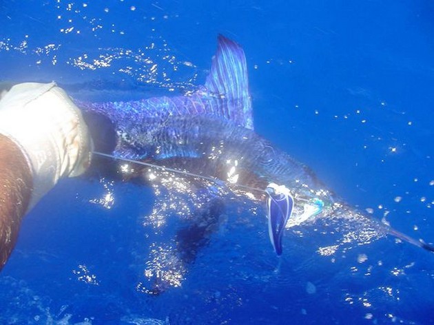 spearfish Cavalier & Blue Marlin Sport Fishing Gran Canaria