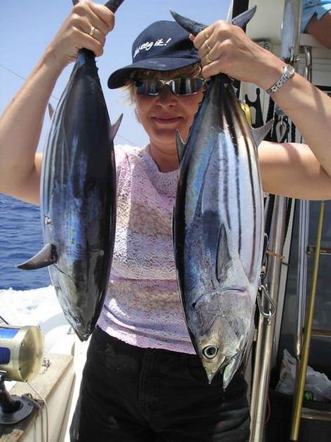 skipjack tuna Cavalier & Blue Marlin Sport Fishing Gran Canaria