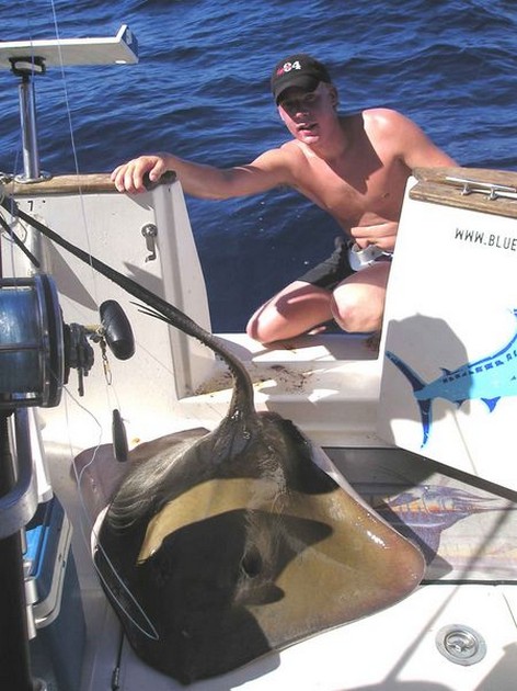 common stingray Cavalier & Blue Marlin Sport Fishing Gran Canaria
