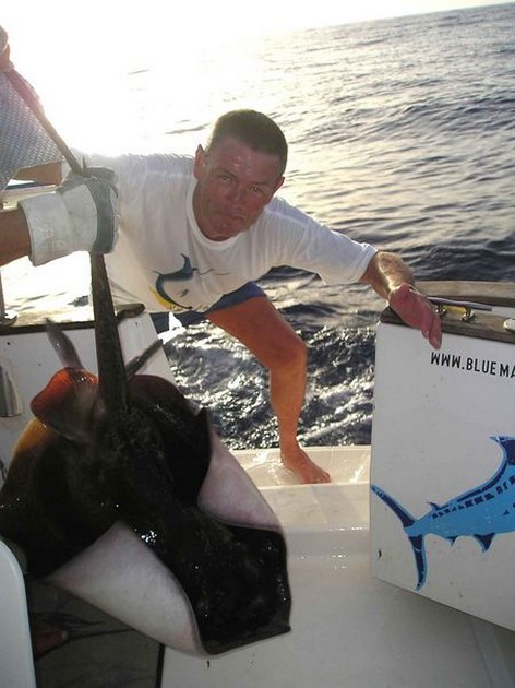 common stingray Cavalier & Blue Marlin Sport Fishing Gran Canaria