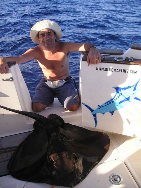 common stingray Cavalier & Blue Marlin Sport Fishing Gran Canaria