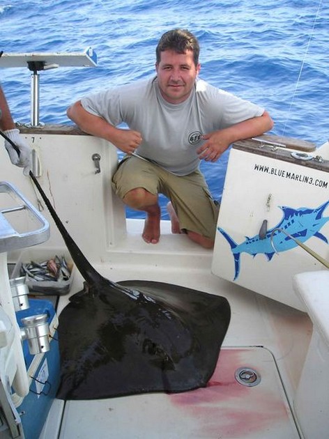 common stingray Cavalier & Blue Marlin Sport Fishing Gran Canaria