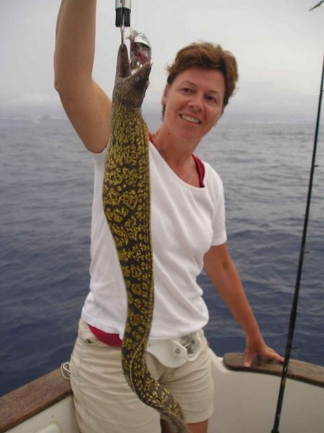 tiger moray Cavalier & Blue Marlin Sport Fishing Gran Canaria