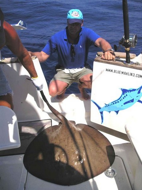 round stingray Cavalier & Blue Marlin Sport Fishing Gran Canaria