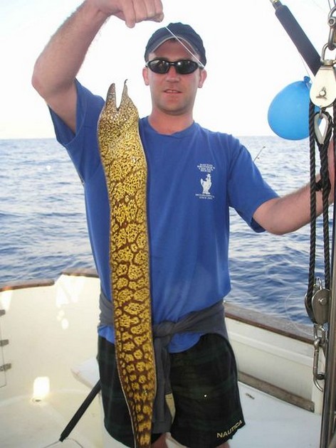 tiger moray Cavalier & Blue Marlin Sport Fishing Gran Canaria