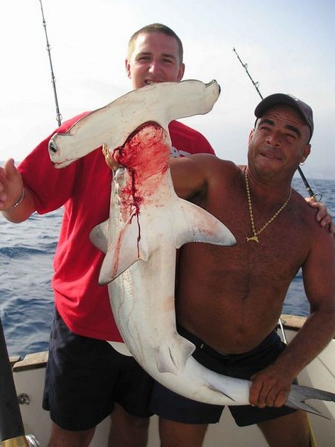 hammerhead shark Cavalier & Blue Marlin Sport Fishing Gran Canaria