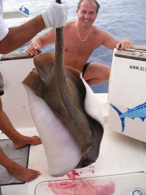 roughtail stingray Cavalier & Blue Marlin Sport Fishing Gran Canaria