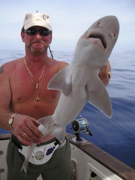 smooth hound Cavalier & Blue Marlin Sport Fishing Gran Canaria