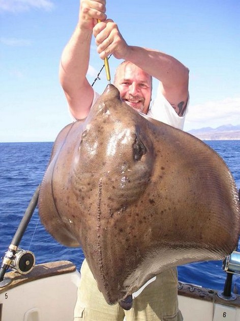 round stingray Cavalier & Blue Marlin Sport Fishing Gran Canaria
