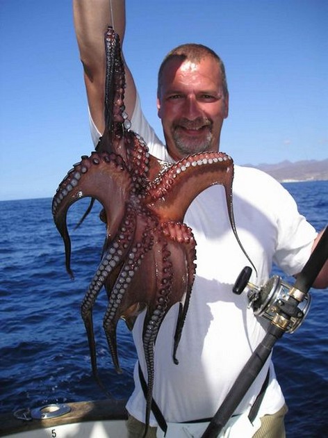 octopus Cavalier & Blue Marlin Sport Fishing Gran Canaria