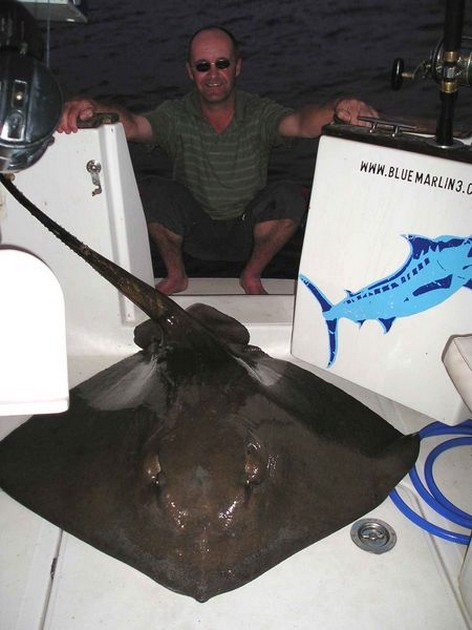 common stingray Cavalier & Blue Marlin Sport Fishing Gran Canaria