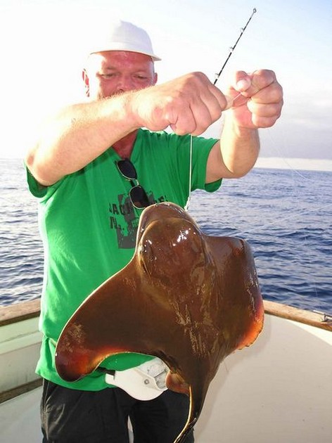 cownose ray Cavalier & Blue Marlin Sport Fishing Gran Canaria