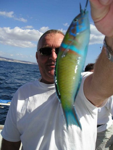 wrasse Cavalier & Blue Marlin Sport Fishing Gran Canaria