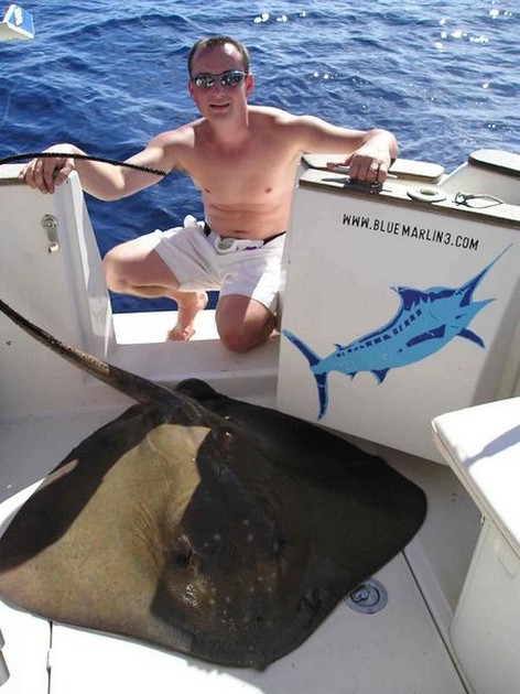 common stingray Cavalier & Blue Marlin Sport Fishing Gran Canaria