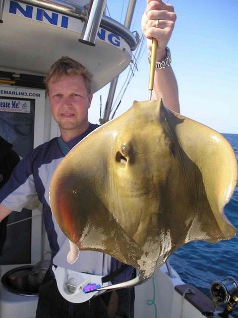 common stingray Cavalier & Blue Marlin Sport Fishing Gran Canaria