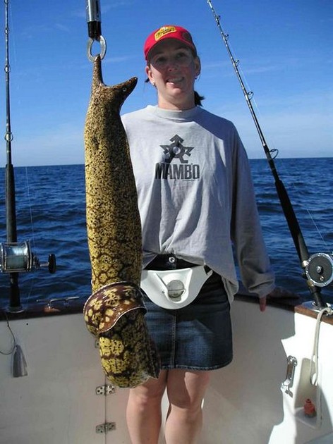 tiger moray Cavalier & Blue Marlin Sport Fishing Gran Canaria