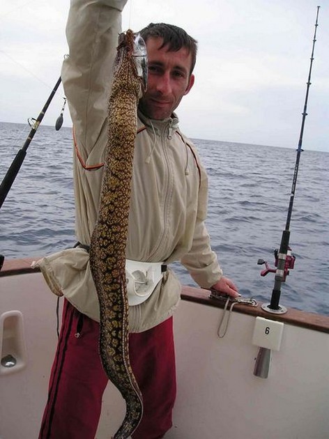 tiger moray Cavalier & Blue Marlin Sport Fishing Gran Canaria