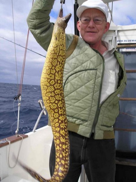 tiger moray Cavalier & Blue Marlin Sport Fishing Gran Canaria
