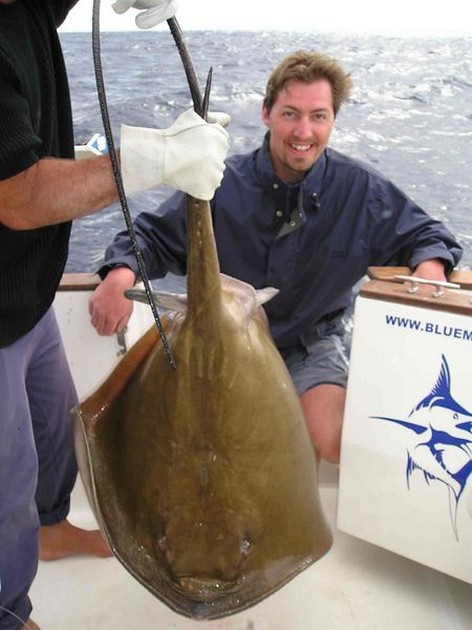 common stingray Cavalier & Blue Marlin Sport Fishing Gran Canaria